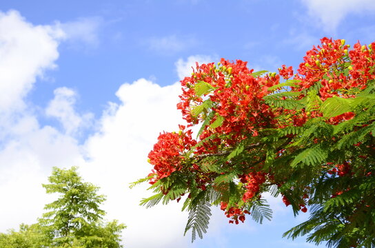 Red flowers of Poinciana - delonix regia tree known as flamboyant, flame tree, peacock flower, royal poinciana, or red tree, blooming in summer