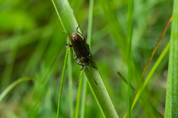Close up Malachite beetle, Malachius bipustulatus, family soft-winged flower beetles, Melyridae, on a leaf. Dutch garden. Spring, May