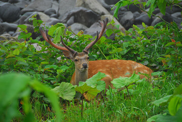 知床のエゾシカ