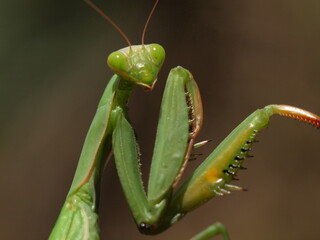 macro, portrait, mantis