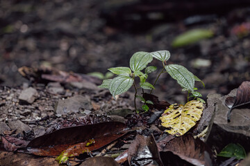 Fresh green leaves of a young tree linden tree on deep jungle forest in Sabah, Borneo
