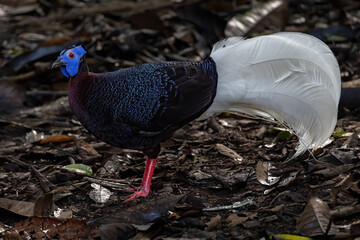 Nature wildlife of Bulwer's Pheasant rare endemic big bird of Sabah Borneo island.