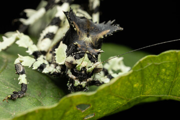 Nature wildlife image of Trachyzulpha Katydid or scientifically known as T. fruhstorferi,...
