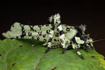 Nature wildlife image of Trachyzulpha Katydid or scientifically known as T. fruhstorferi,...