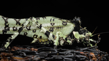 Nature wildlife image of Trachyzulpha Katydid or scientifically known as T. fruhstorferi, Tettigoniidae