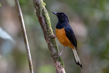 Nature wildlife image of White crown shama on nature rainforest jungle in Borneo Island.