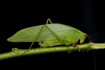 Nature jungle image of Katydid on green leaves at Borneo Island