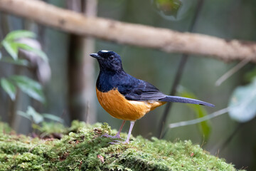 Nature wildlife image of White crown shama on nature rainforest jungle in Borneo Island.