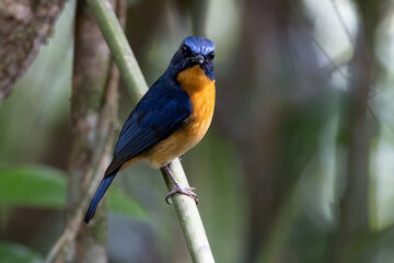 Nature wildlife image of Dayak Blue Flycatcher bird deep jungle forest in Sabah, Borneo