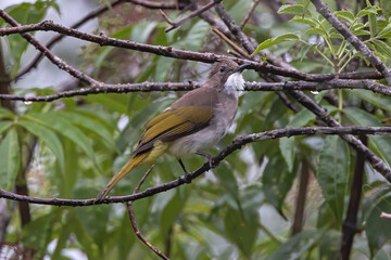 Nature wildlife of Cinereous Bulbul (Hemixos cinereus) perching on the branch