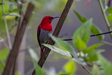 Nature wildlife of Temminck's sunbird perching on tree branch