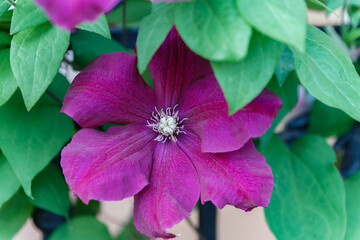 Clematis viticella Carmencita