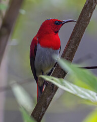 Nature wildlife of Temminck's sunbird perching on tree branch