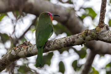 Nature wildlife bird of Red-bearded Bee-eater bird on branch