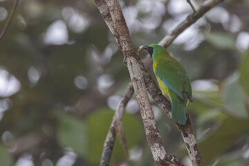 Nature wildlife of Bornean leafbird endemic bird of Borneo perching on fruit tree