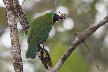 Nature wildlife of Bornean leafbird endemic bird of Borneo perching on fruit tree