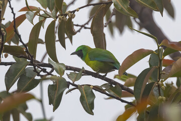 Nature wildlife of Bornean leafbird endemic bird of Borneo perching on fruit tree