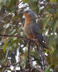 Nature wildlife image of Red-billed Malkoha bird shot in Sabah, Borneo