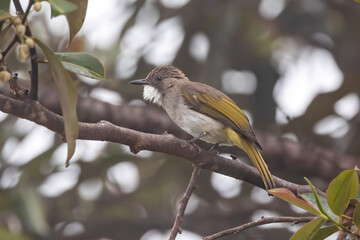 Nature wildlife of Cinereous Bulbul (Hemixos cinereus) perching on the branch