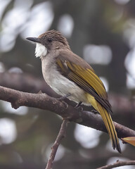 Nature wildlife of Cinereous Bulbul (Hemixos cinereus) perching on the branch