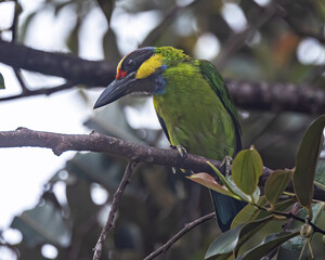 Nature wildlife of Gold-Whiskered Barbet perching on fruit tree