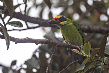 Nature wildlife of Gold-Whiskered Barbet perching on fruit tree