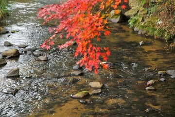 初瀬川にかかる紅葉