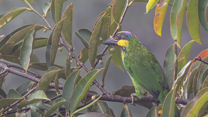 Nature wildlife of Gold-Whiskered Barbet perching on fruit tree