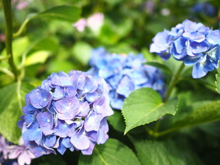 紫陽花