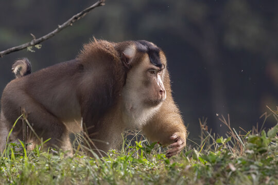 Nature wildlife of huge Pigtail Macaque find moth as food on nature deep jungle