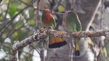 A pair of Red-bearded Bee-eater bird on tree branch in Sabah, Borneo