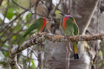 A pair of Red-bearded Bee-eater bird on tree branch in Sabah, Borneo