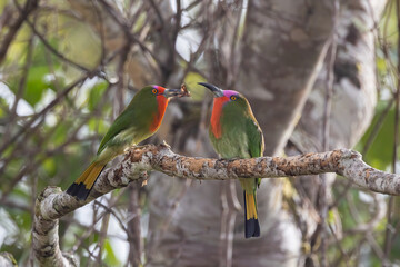 A pair of Red-bearded Bee-eater bird on tree branch in Sabah, Borneo