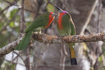 A pair of Red-bearded Bee-eater bird on tree branch in Sabah, Borneo