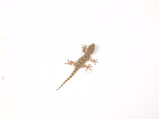 gekko