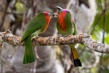 A pair of Red-bearded Bee-eater bird on tree branch in Sabah, Borneo