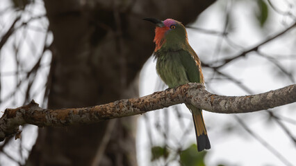 Nature wildlife bird of Red-bearded Bee-eater bird on branch