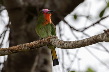 Nature wildlife bird of Red-bearded Bee-eater bird on branch