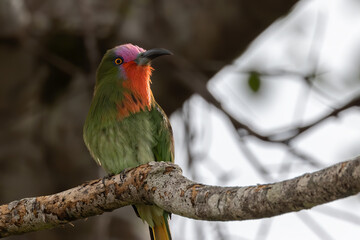 Nature wildlife bird of Red-bearded Bee-eater bird on branch