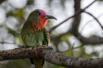 Nature wildlife bird of Red-bearded Bee-eater bird on branch