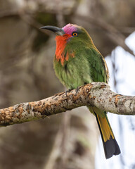 Nature wildlife bird of Red-bearded Bee-eater bird on branch