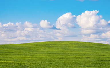 Obraz premium Agricultural field of cereals to the horizon. Blue sky with clouds. Summer. Bright colors