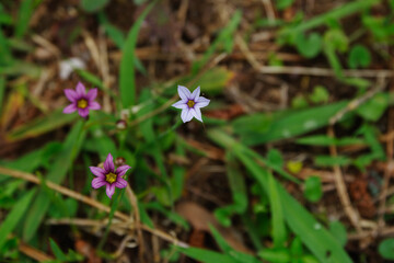 東京港区南青山2丁目のカラフルなニワゼキショウ