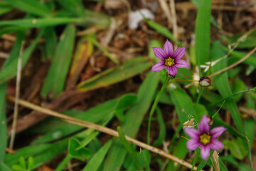 東京港区南青山2丁目のカラフルなニワゼキショウ