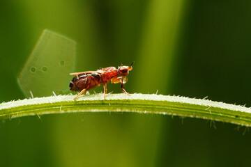 fly sitting on a table, bokeh, fly close-up