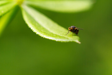 fly on a leaf, a small fly on a green leaf