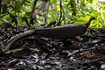 Nature wildlife image of The Great Argus in the deep jungle in Sabah, Borneo