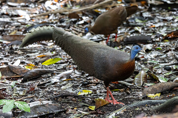 Nature wildlife image of The Great Argus in the deep jungle in Sabah, Borneo