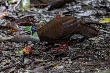 Nature wildlife image of The Great Argus in the deep jungle in Sabah, Borneo