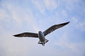 seagull in flight